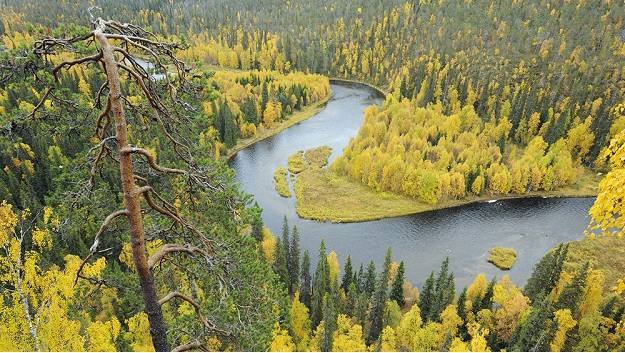 Taiga Forest in Finland